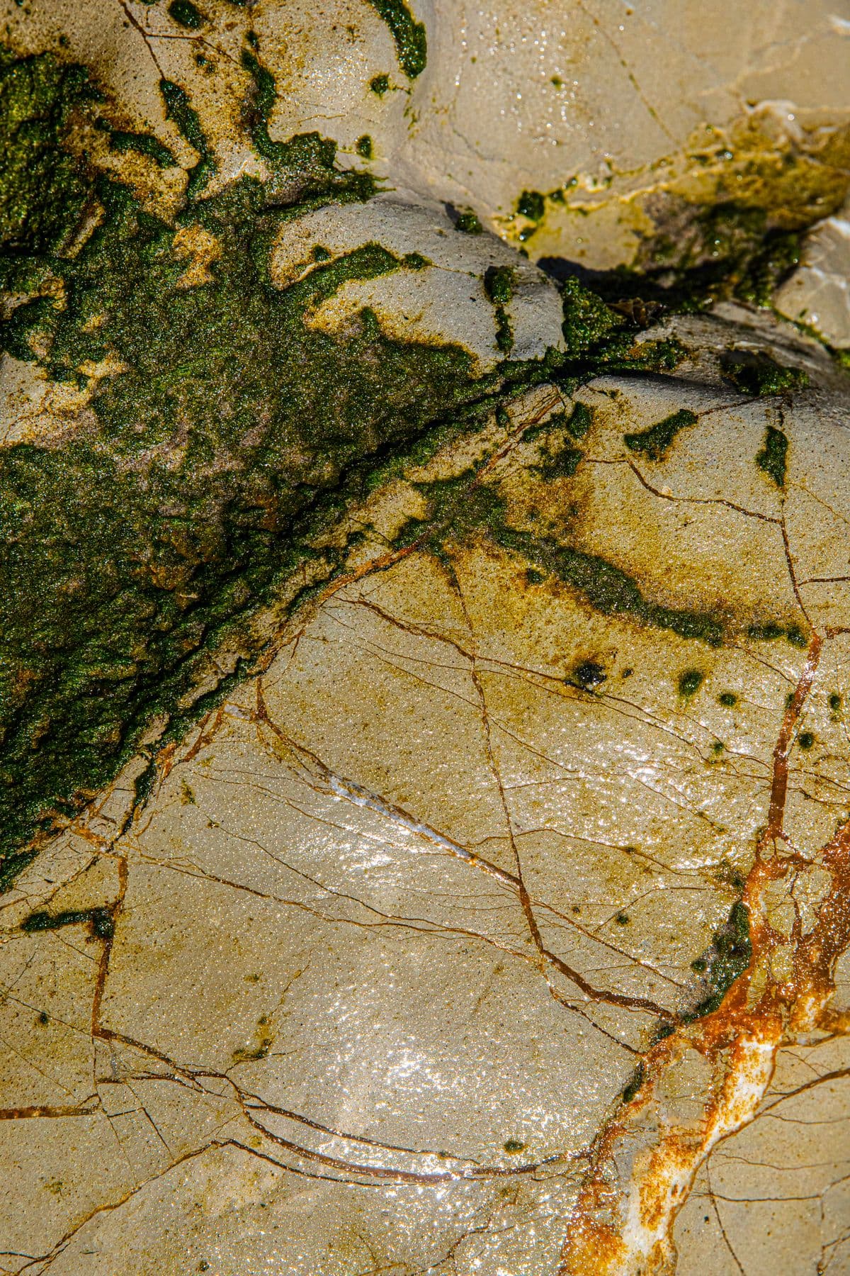 Moss and algae built up on a stone surface